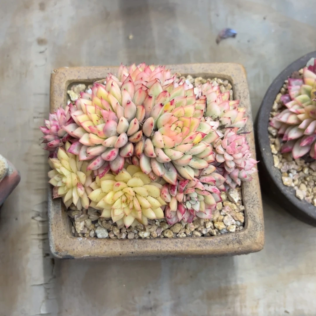 女雏锦18 零零多肉植物