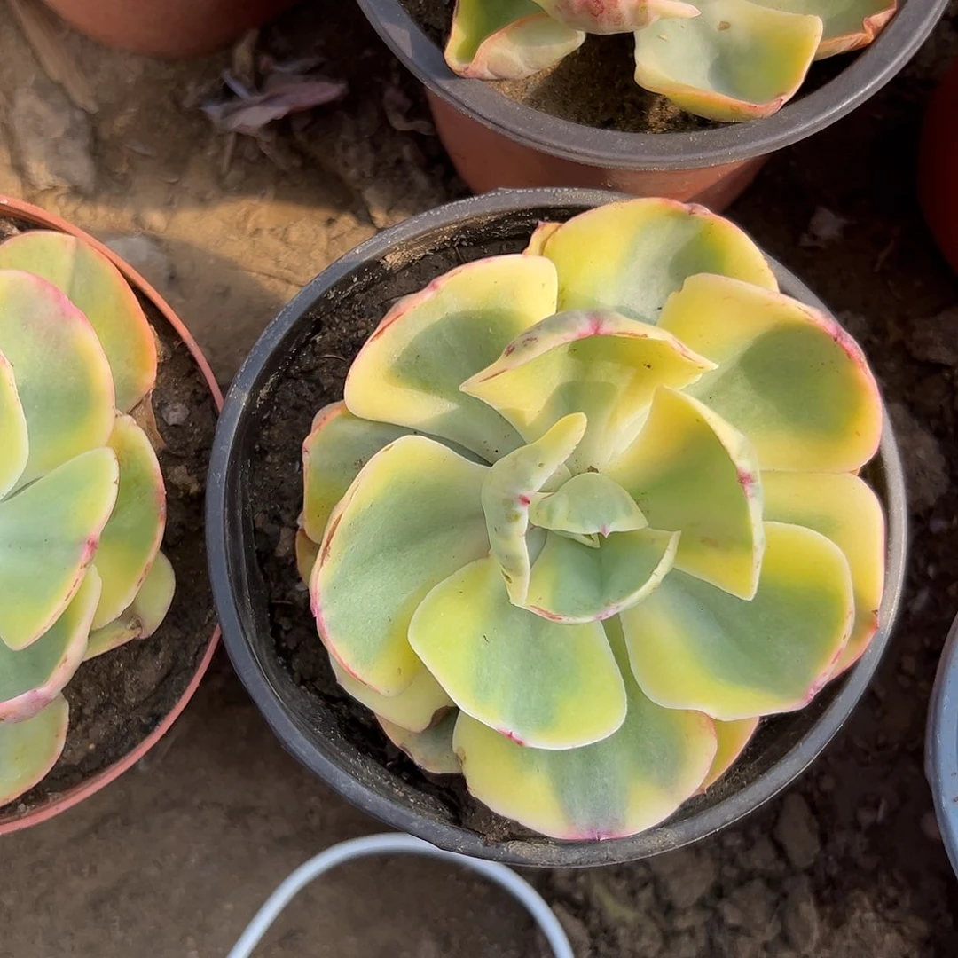 多肉植物夕阳牡丹锦