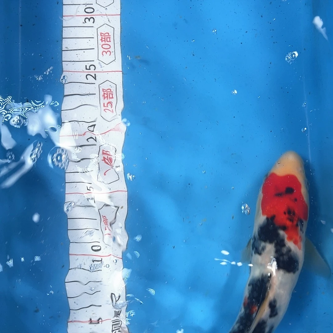 锦鲤鑫泓锦鲤养殖