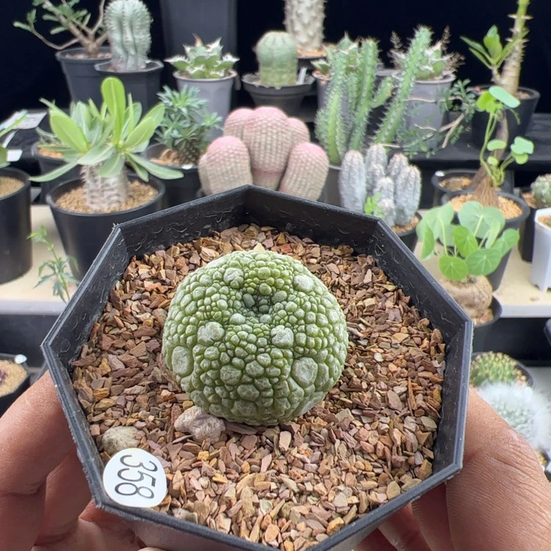 凝蹄玉实生3.2一物一拍带盆发