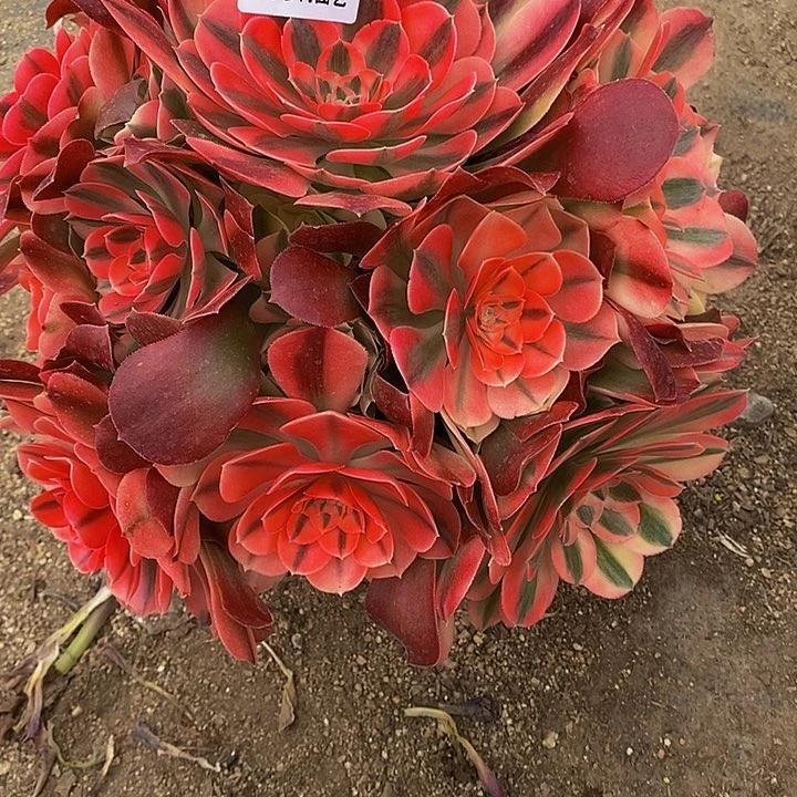 多肉香妃210多肉