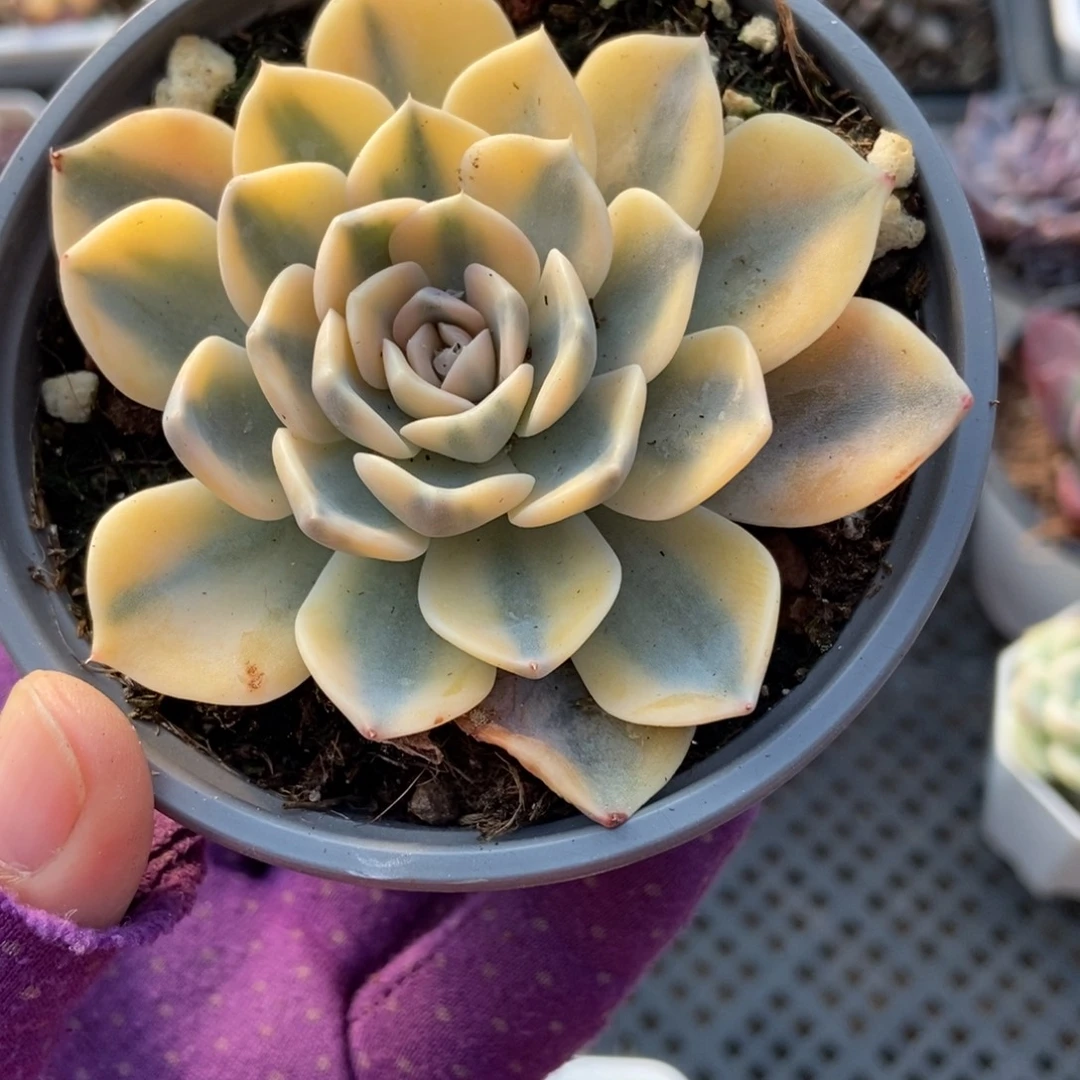 1187汉堡锦多肉植物