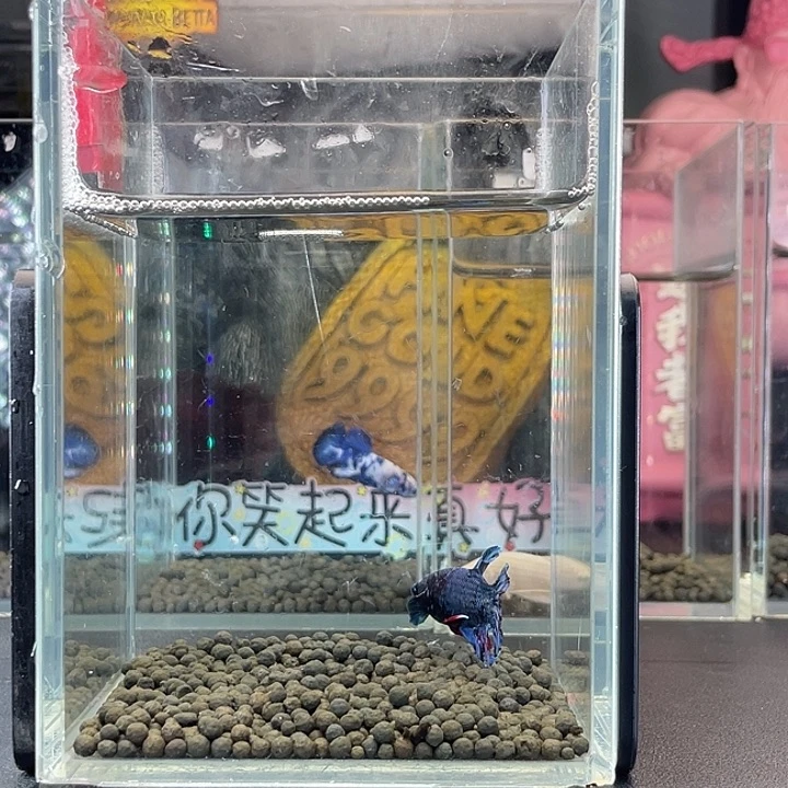 斗鱼72号925早暗黑