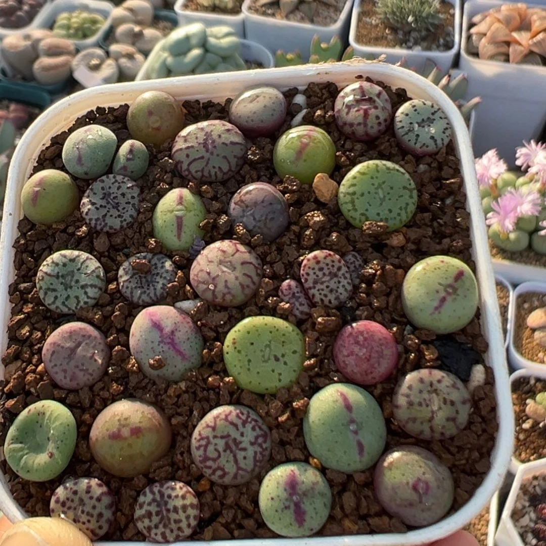 47多肉植物百科植物