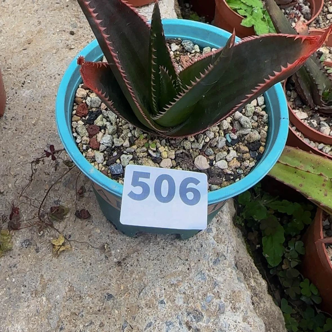 【闪购商品】抑*块根植物