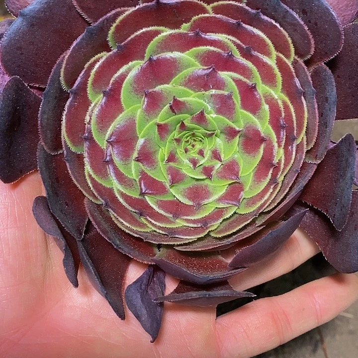 多肉植物保护研究所