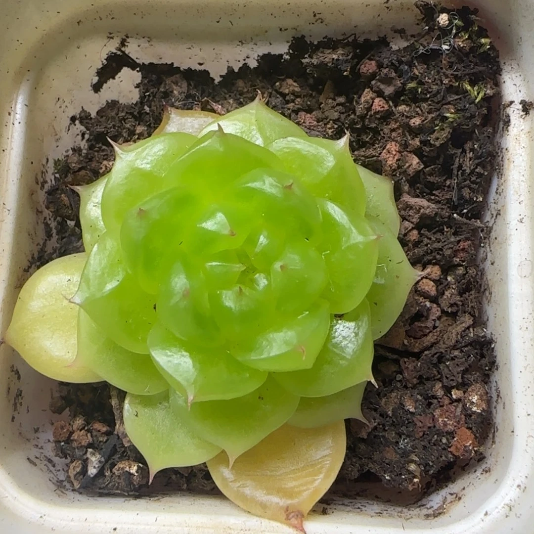 杨桃中苗盆一个满25包邮