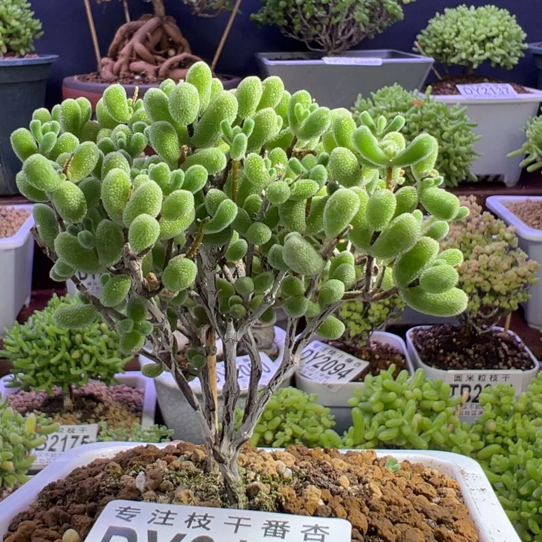 2150小星星一物一拍