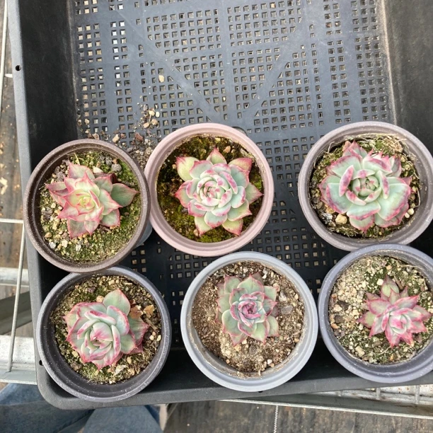 浅忆的多肉植物多肉