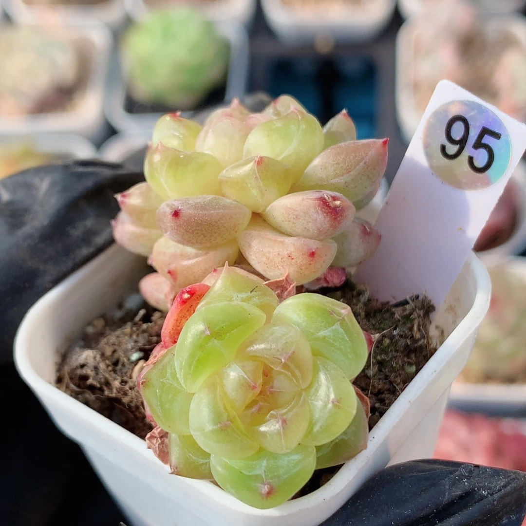 甜心58包邮  群生不包整95