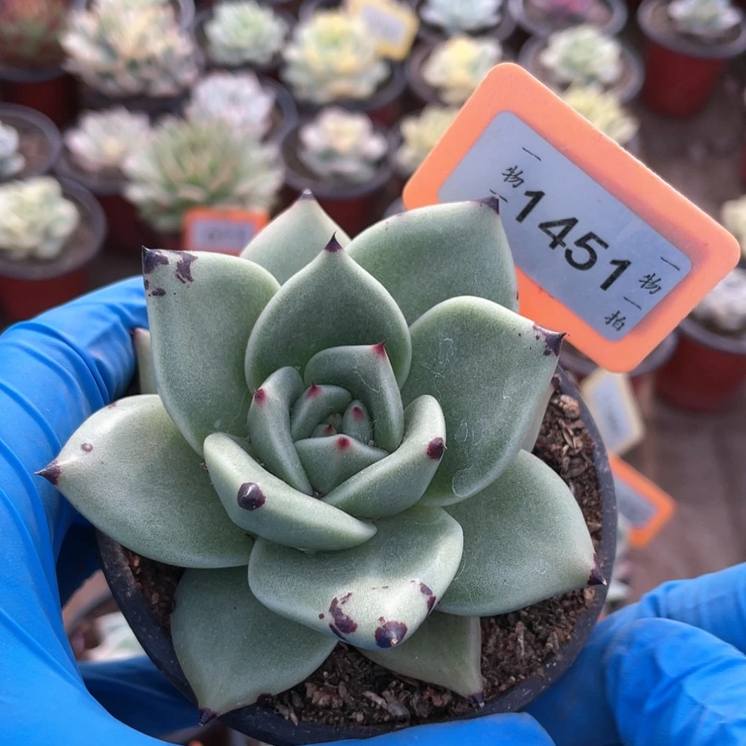 【闪购商品】?***?1451号