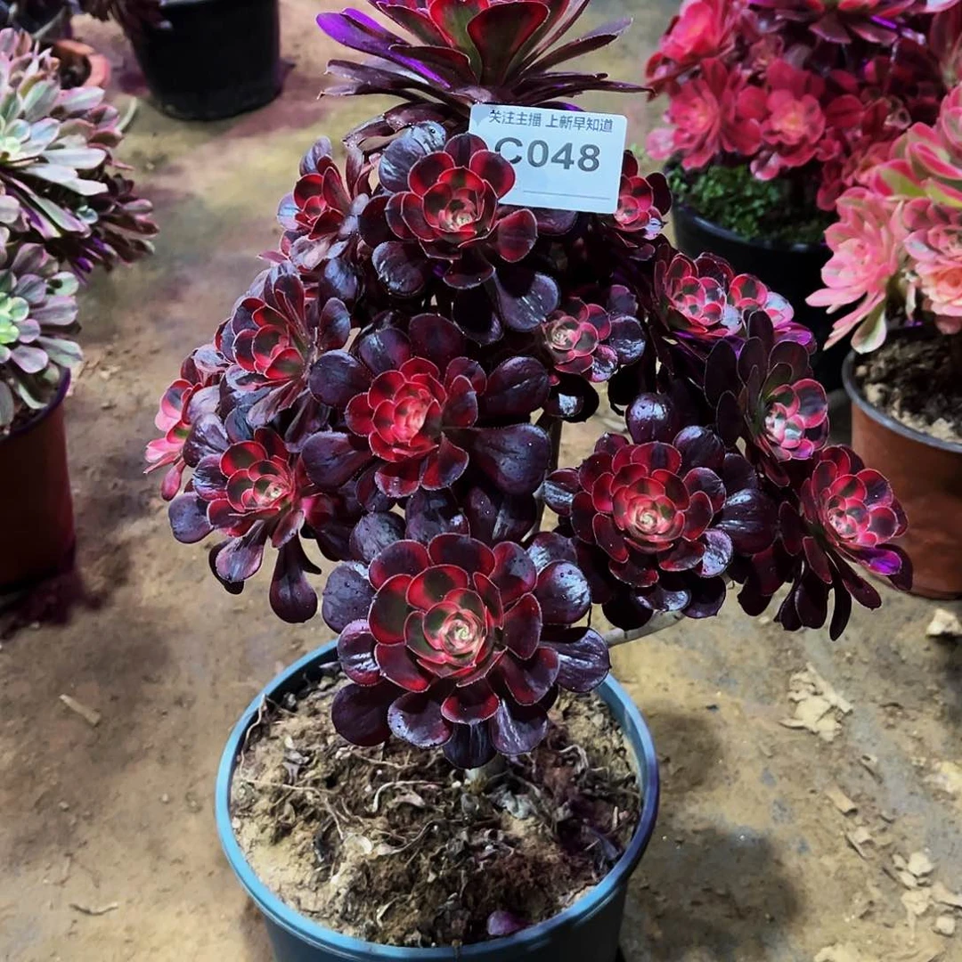 姐****懂多肉植物048丽娜