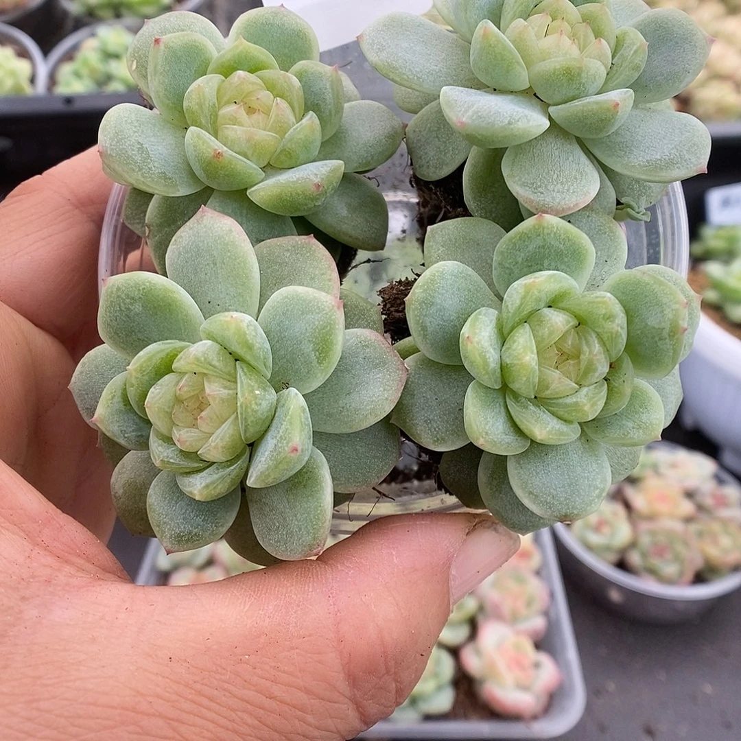 一物一拍一物一拍911-238