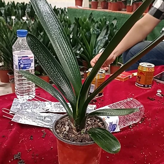 盲拍金雕丫子