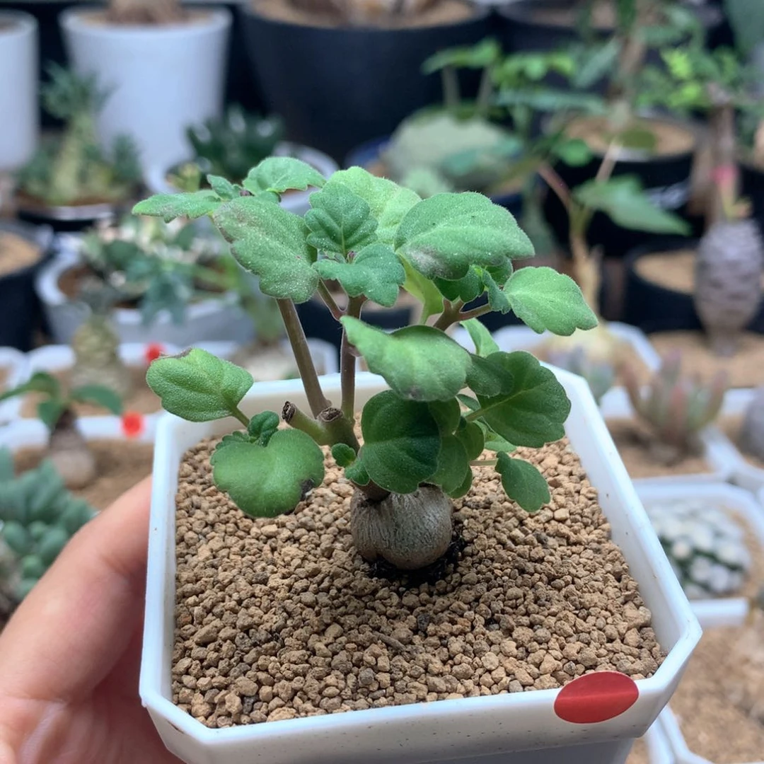 爱氏延命草多肉带盆
