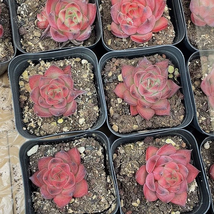 小火苗2.8带盆土发