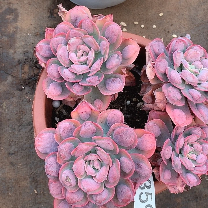 359雨滴一物一拍多肉