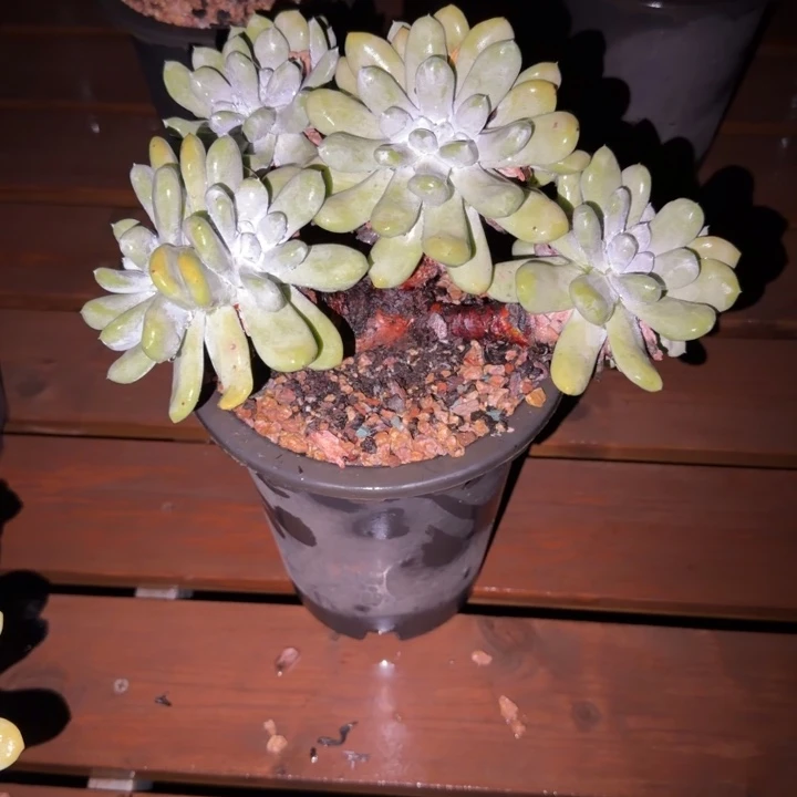 冰***点拇指仙女杯多肉植物