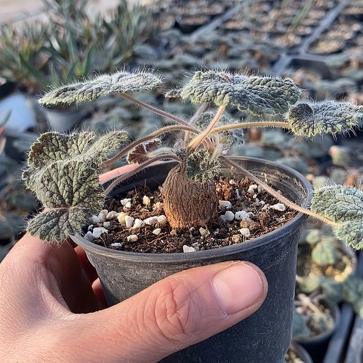 113一一一一圆叶带盆