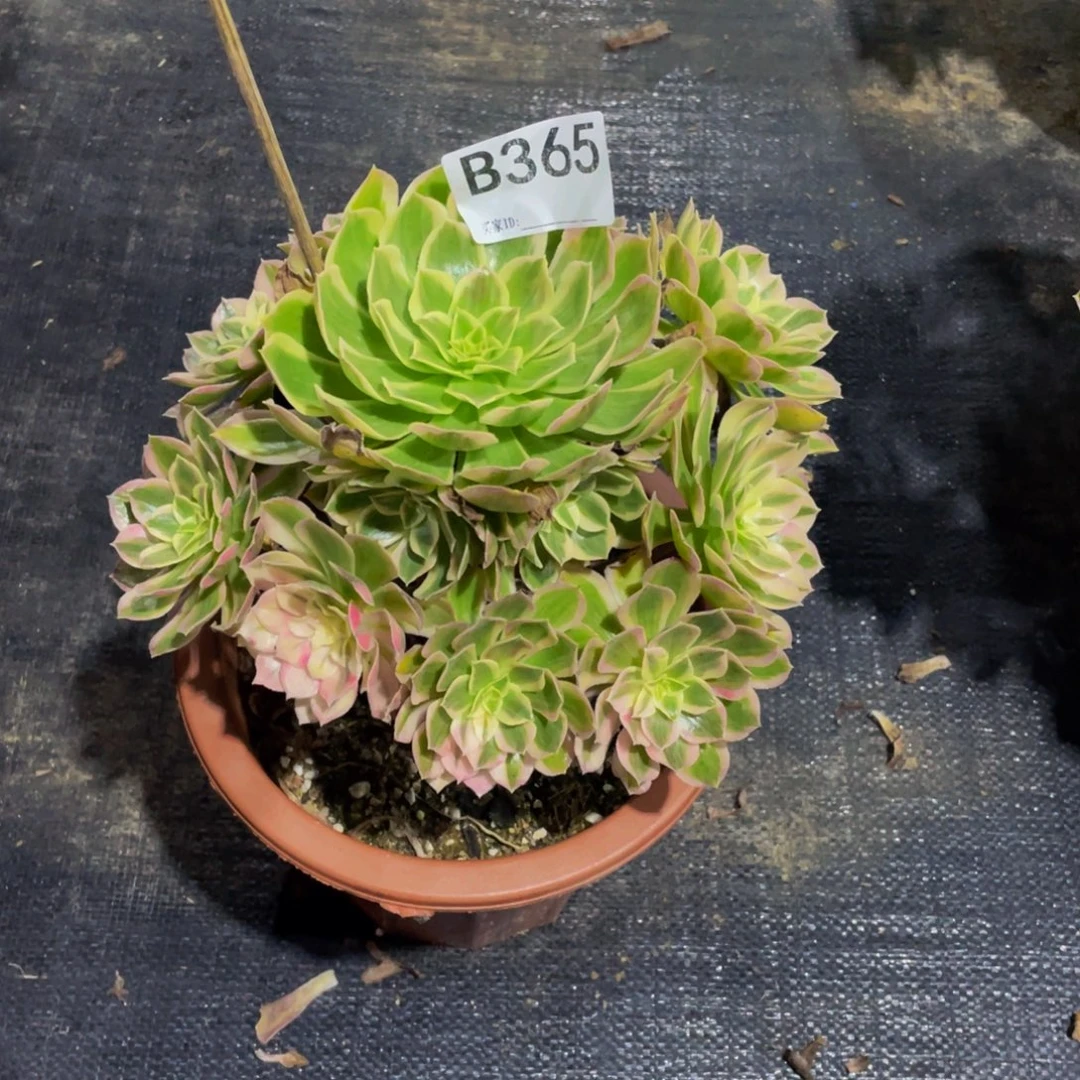 城***铺孔雀翎多肉植物365