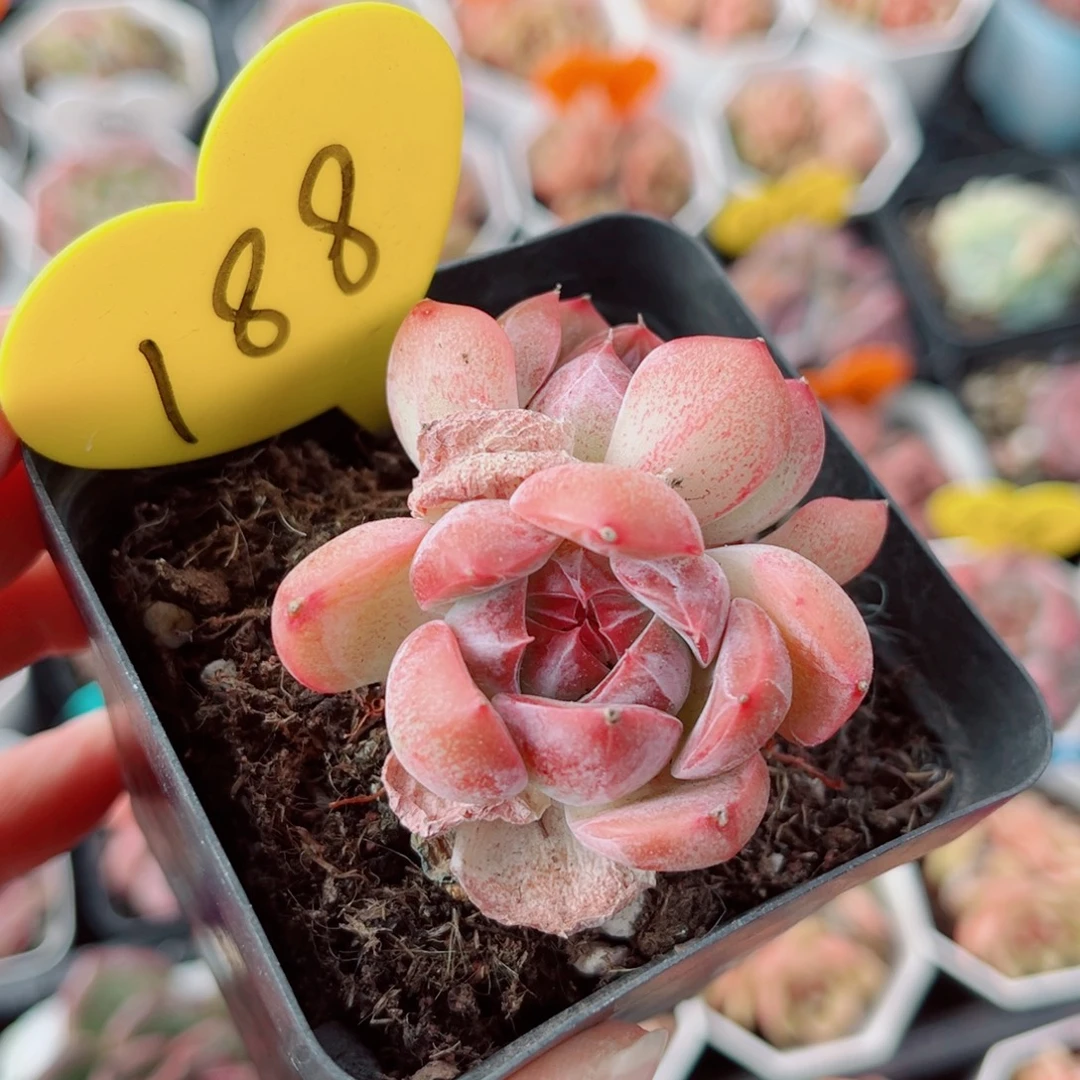 188号新品珍妮双头