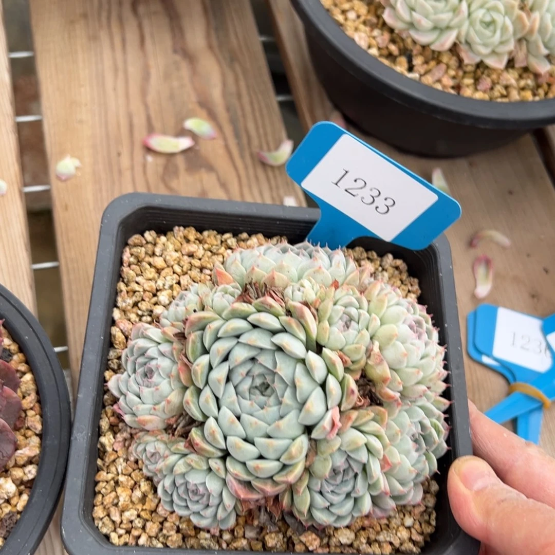 本*1233肉多多哦多哦度哟多哦