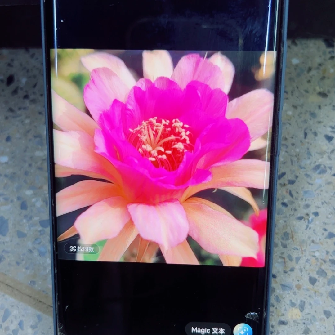 下68金妞荣荣歪无根侧芽4公分左右20包邮