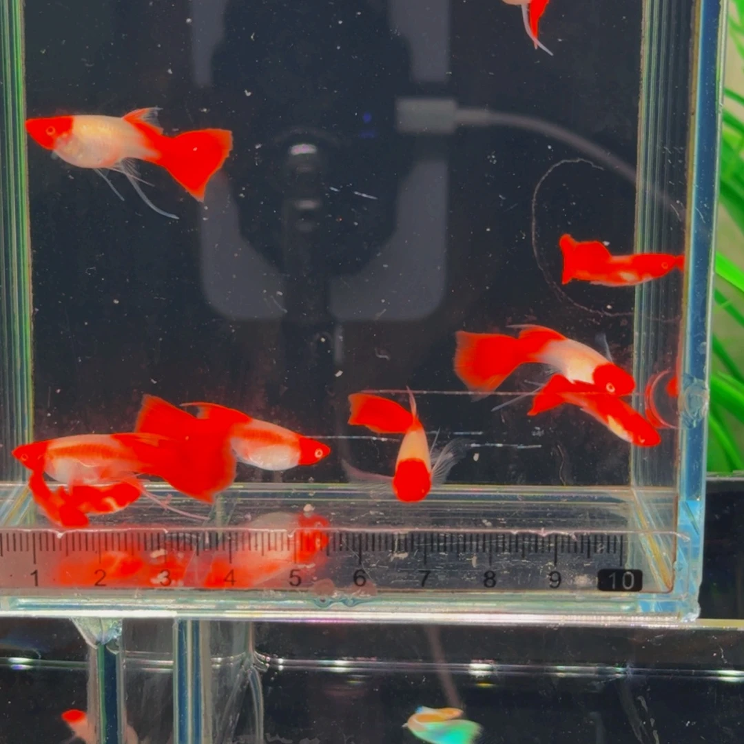 孔雀鱼鸿运当头缎带大c，1对