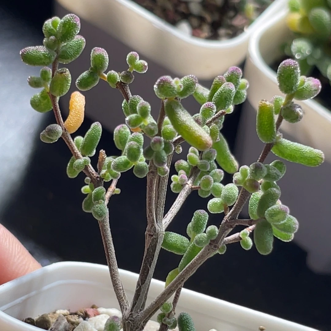 精选枝干一物一拍～9