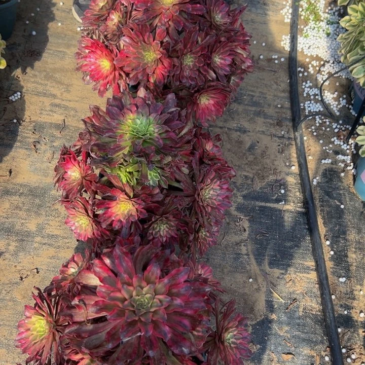 39.9雪姬一棵包邮