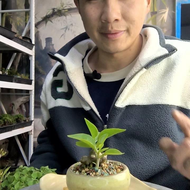 蜜****?小盆景小植物一物一拍268