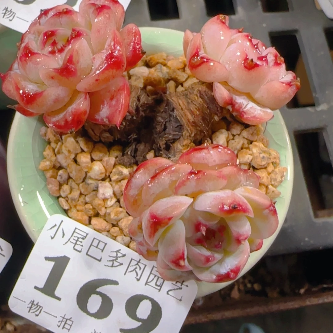 AW小尾巴5CM迷你拇指盆栽精控多肉169