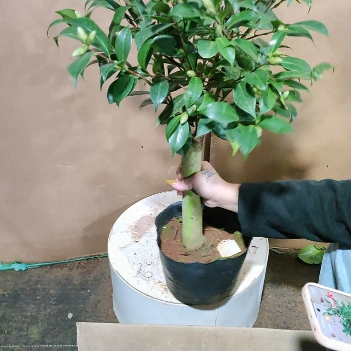 296爱党，原盆原土发货，不包邮