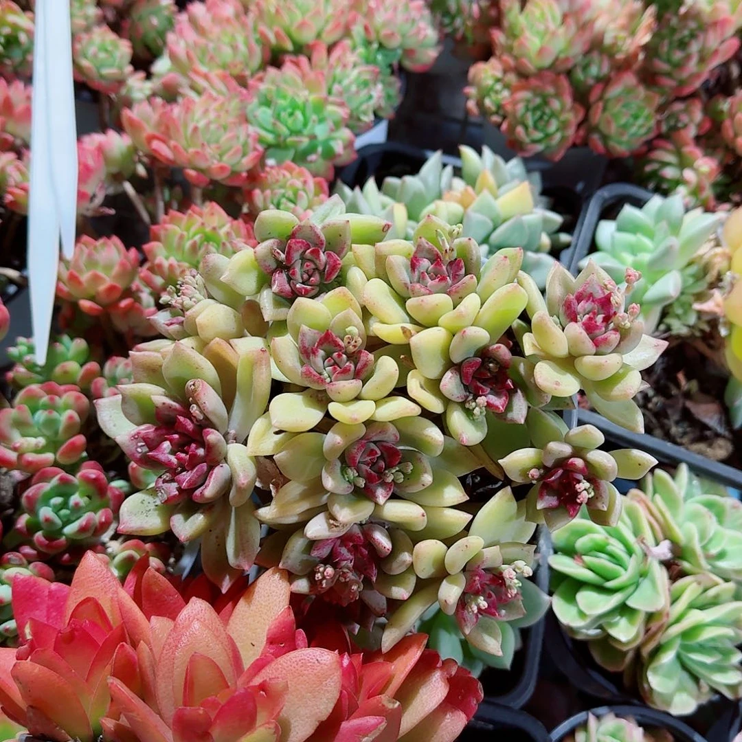 璀璨油漆桶多肉植物