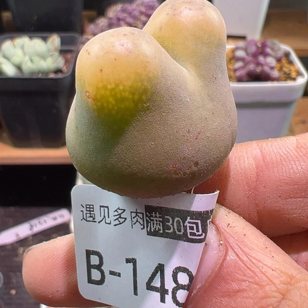 多肉植物1111111111111