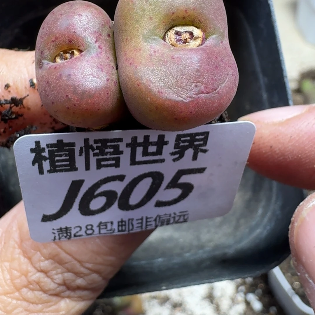 多肉植物的润泽gbb