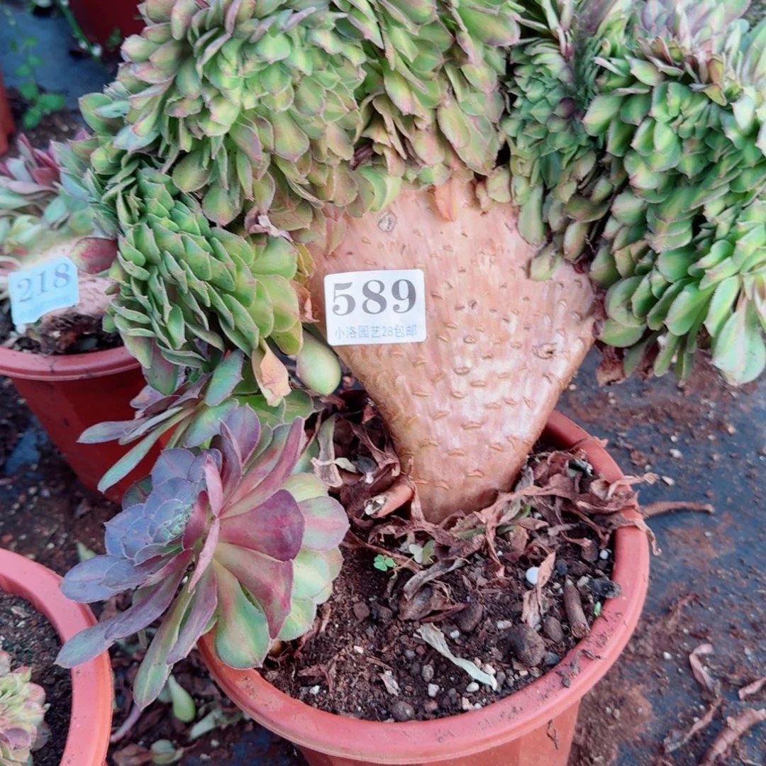 589抹茶缀化多肉植物满28包邮