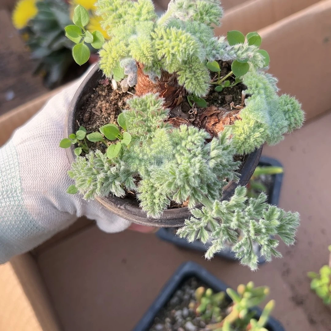 呃夜呃呃呃呃呃呃呃