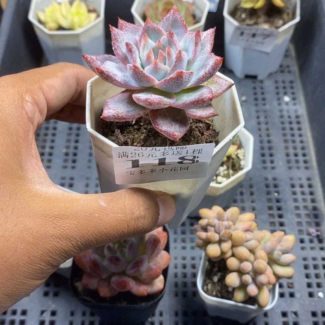 老桩粉蓝鸟一物一拍满20包邮满26送一颗多肉