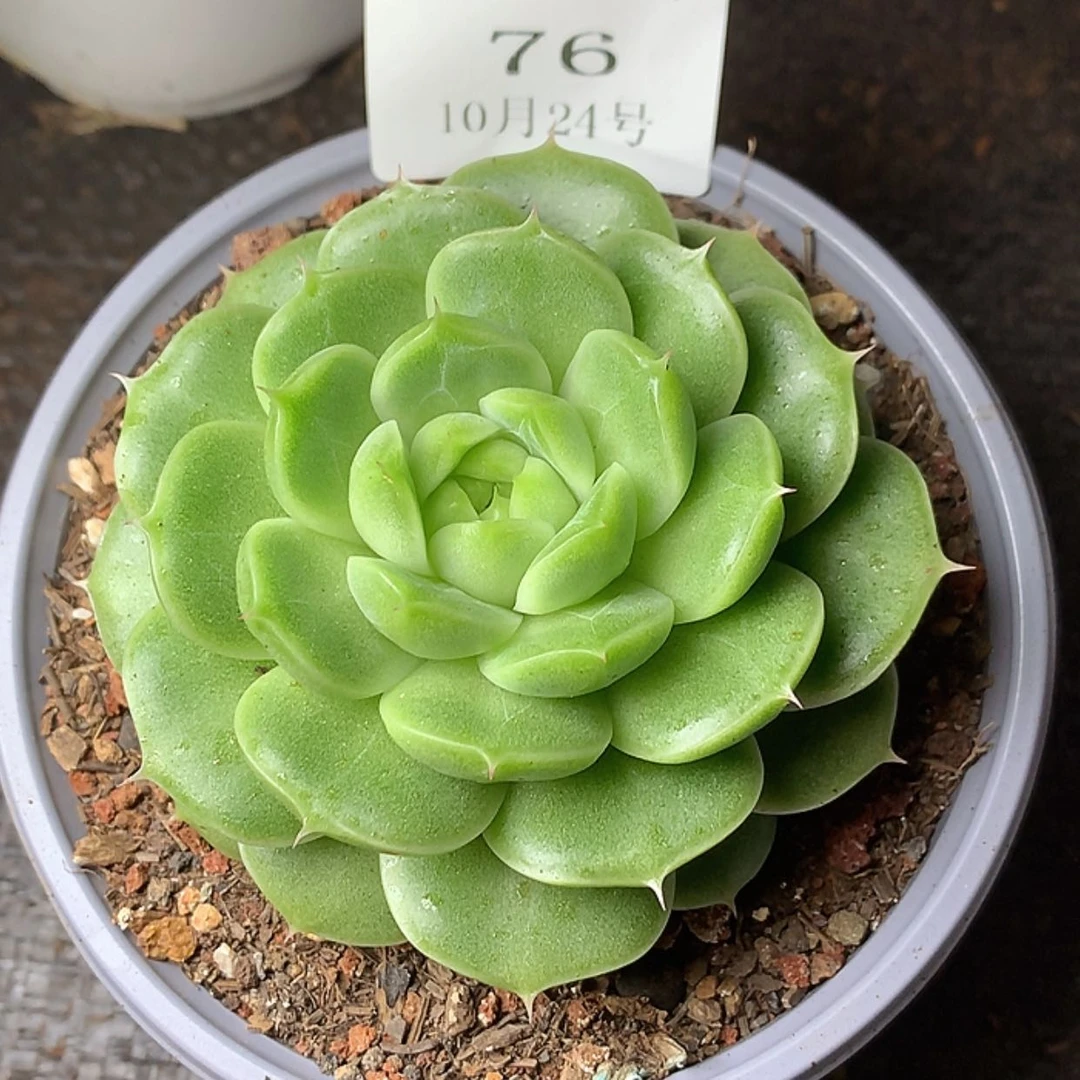 【闪购商品】云76号