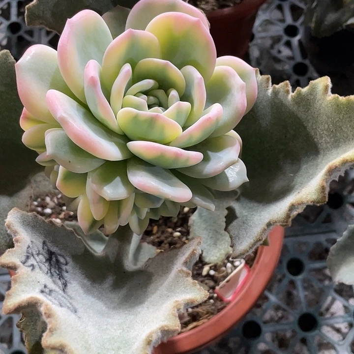 星影锦群 锦龙多肉花园