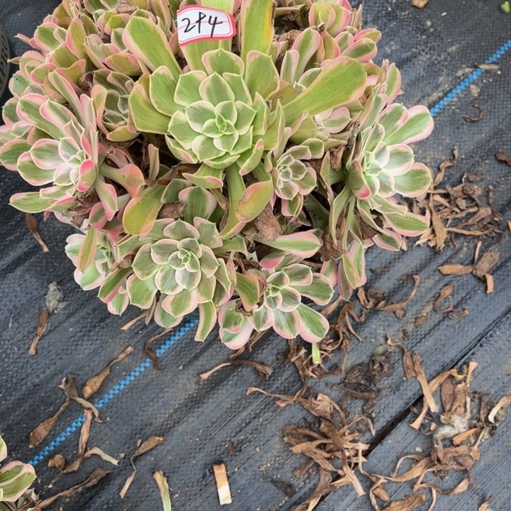 294男神多肉植物法师