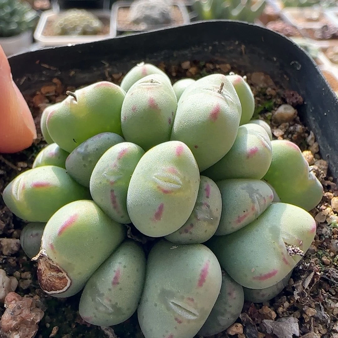 脱土发货28包邮25541