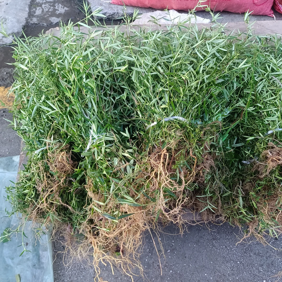 新鲜-白花舌草   云南赶集收山货