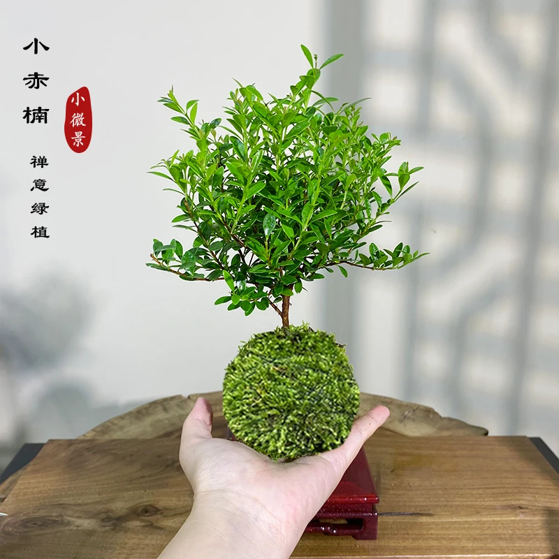 【翊然】小叶赤楠苔藓球绿植阳台窗台好养耐活喜水绿植