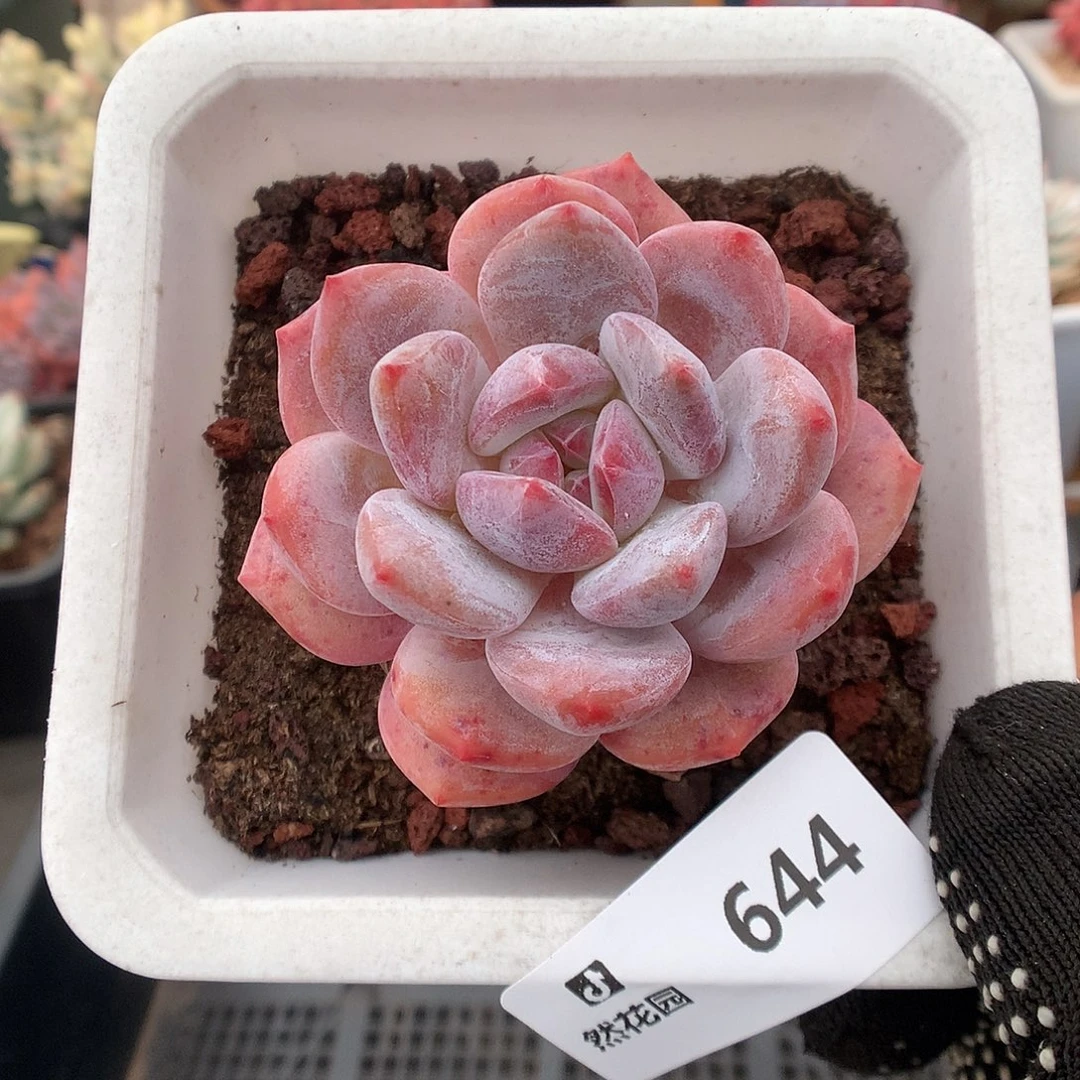 644雪天使多肉植物66666