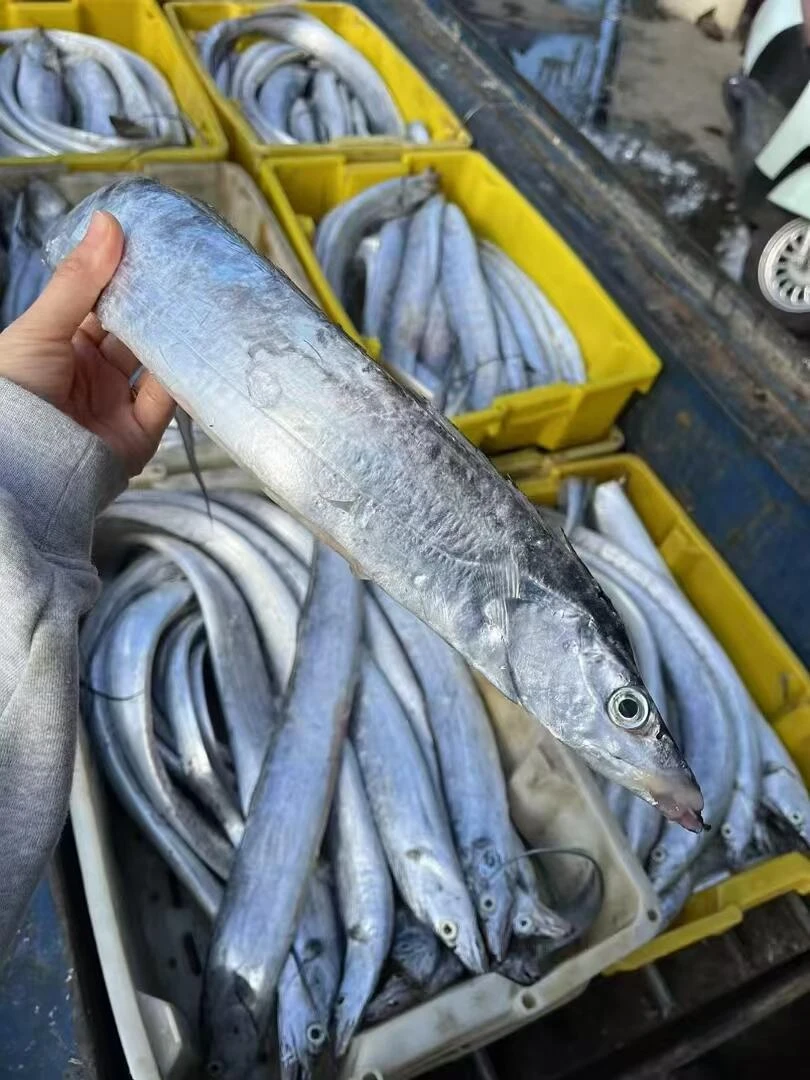 湛江本港新鲜带鱼 顺丰发货