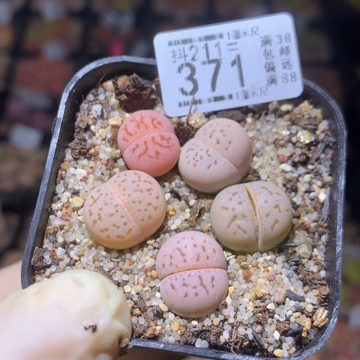 精品生石花211.371