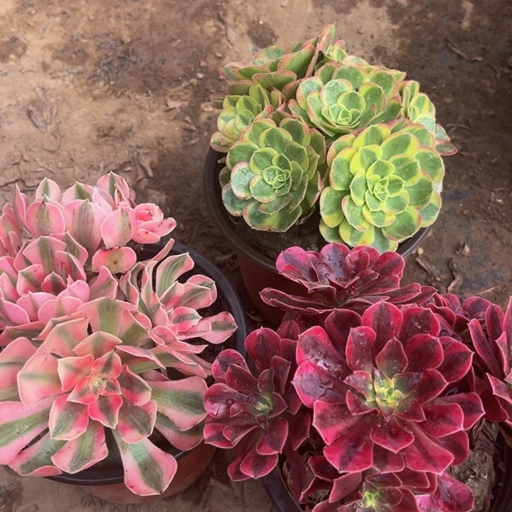 美杜莎，粉女巫，奶白锦