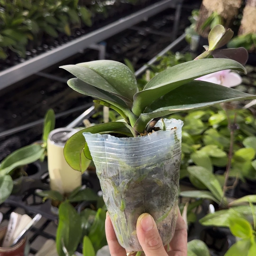 完全开放文*蝴蝶兰